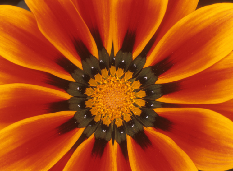 la corolla di una gazania (Vittorio Giannella)